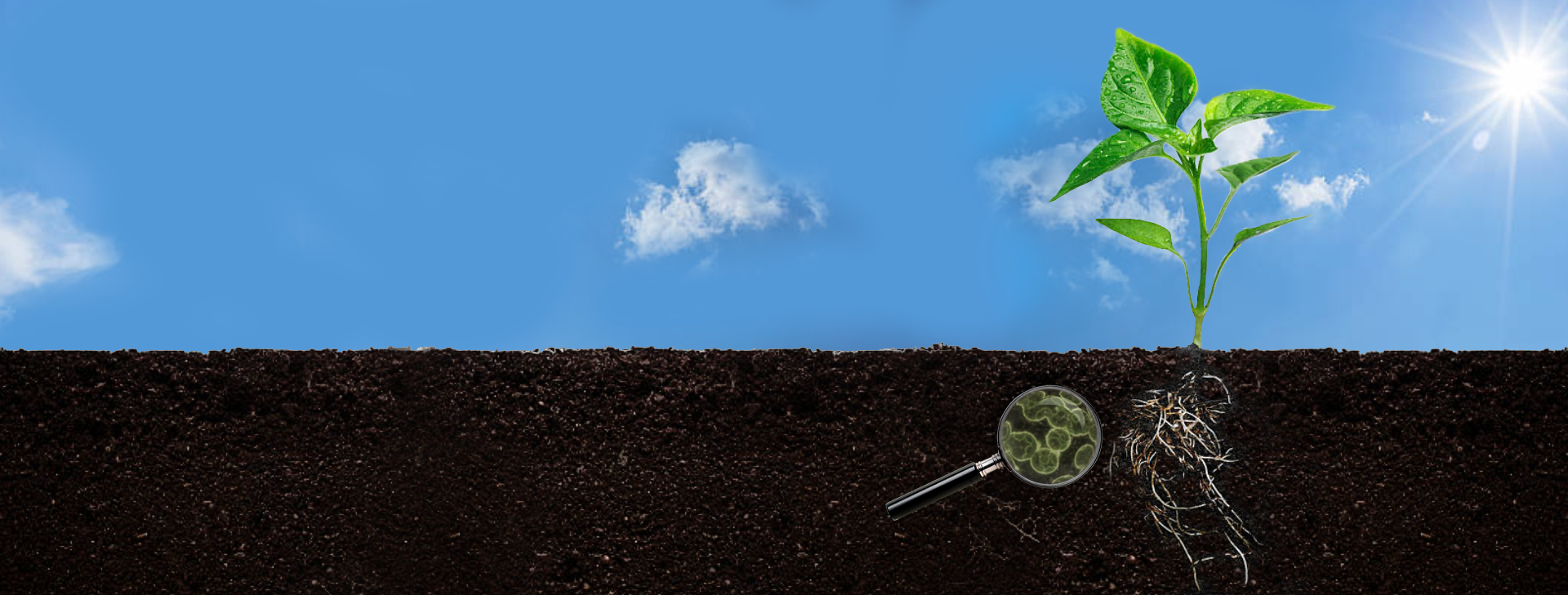 Improving Soil Health by boosting soil microbial activity 
